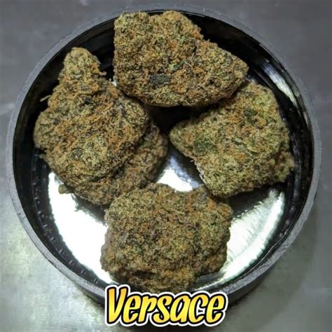 versace cali strain|Versace strain review.